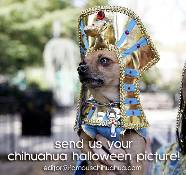 chihuahua pharaoh1