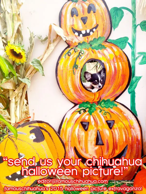 chihuahua pumpkin stack