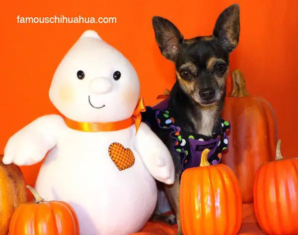 chihuahua pumpkins