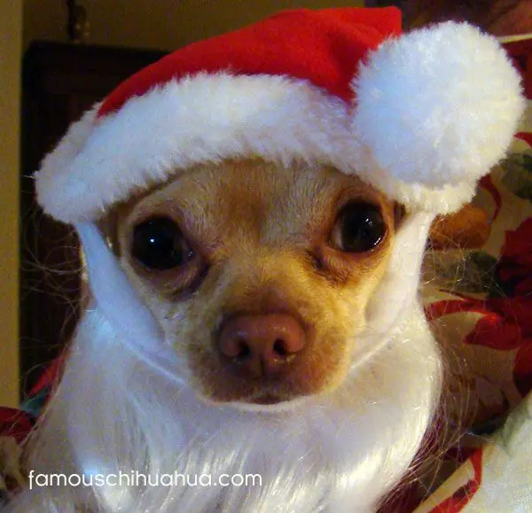 chihuahua santa