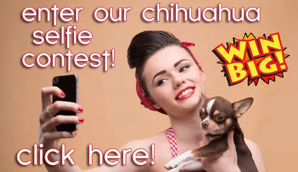 chihuahua selfie contest banner