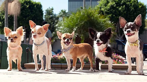 chihuahua sizes