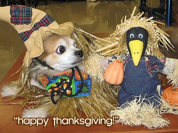 chihuahua thanksgiving
