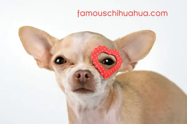 chihuahua valentine