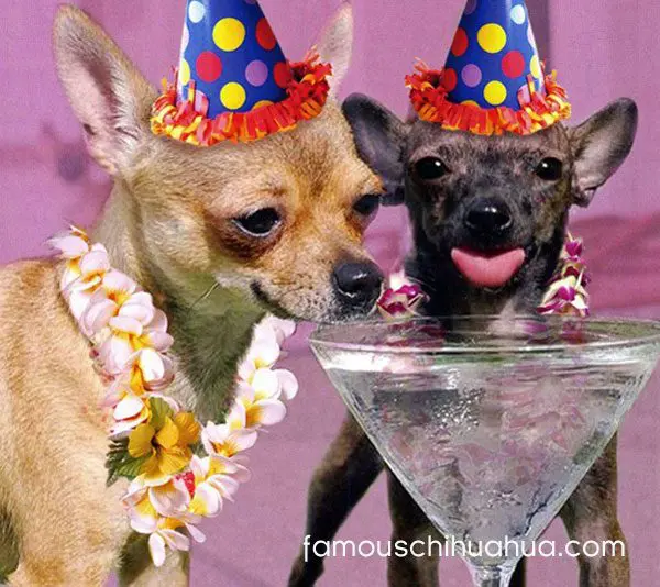 chihuahuas martini