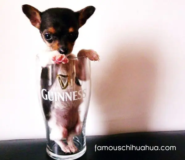 chihuhua beer glass