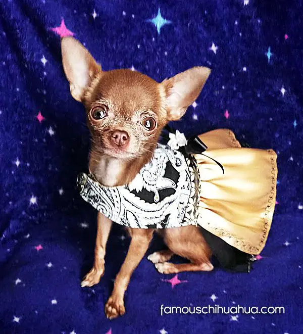 chilibean famouschihuahua