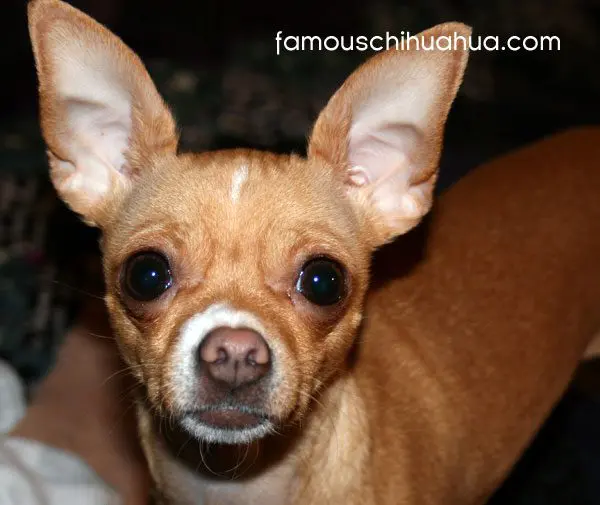 chiquita chihuahua
