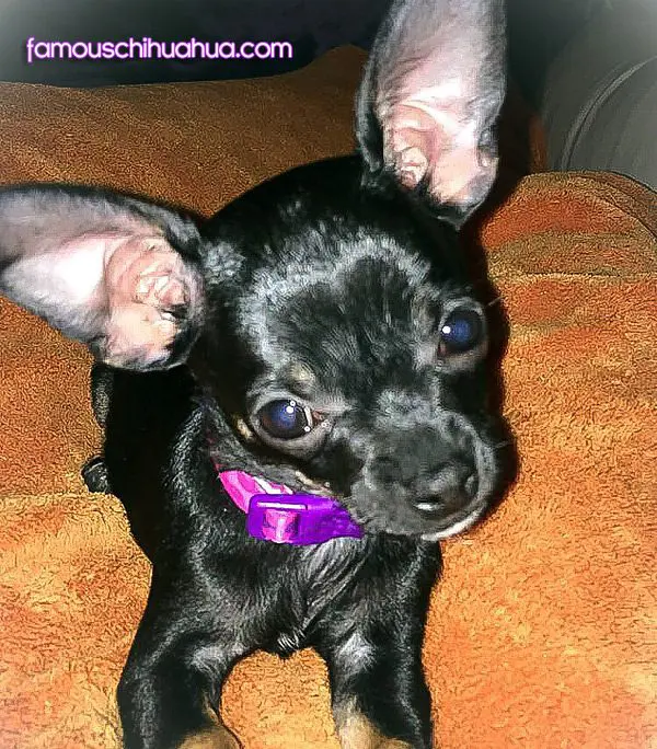 chloe jade famous chihuahua