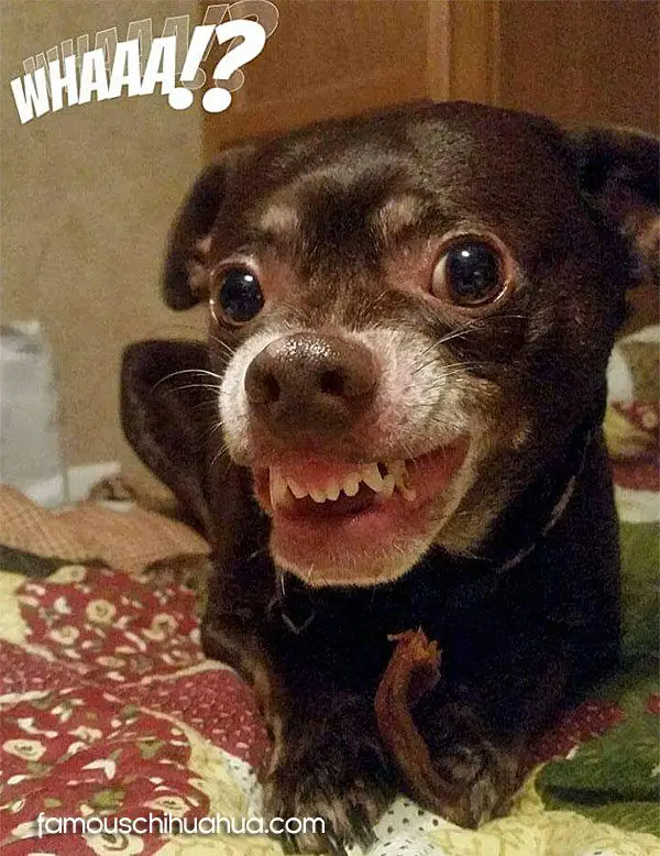 chocolate chipotle chihuahua