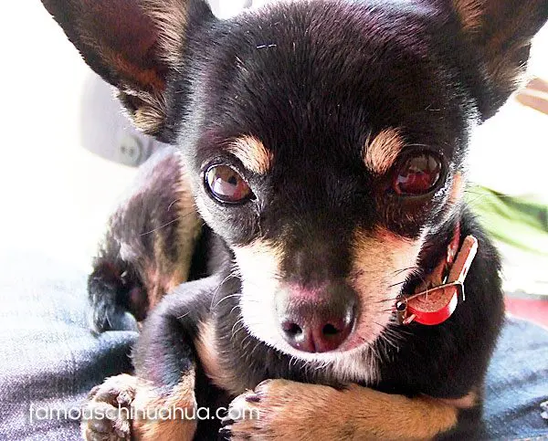 chopper chihuahua memorial