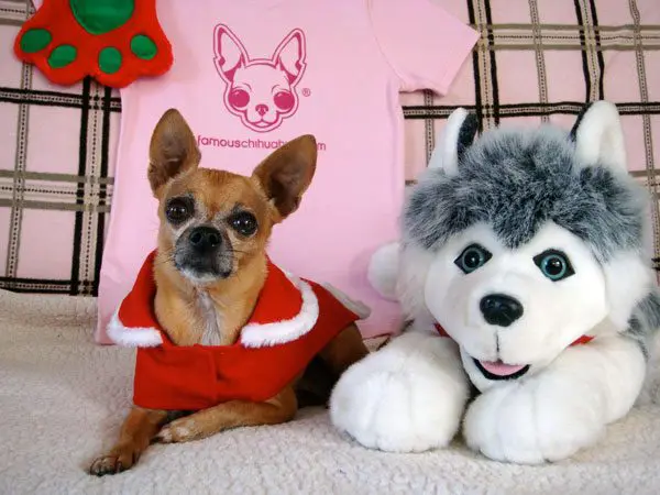 christmas famouschihuahua1