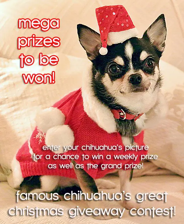 chihuahua christmas picture contest