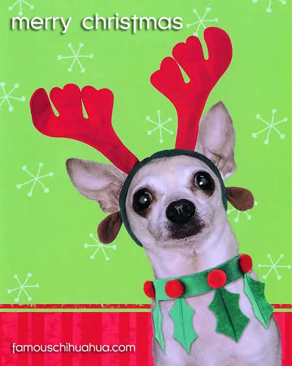 christmas reindeer chihuahua