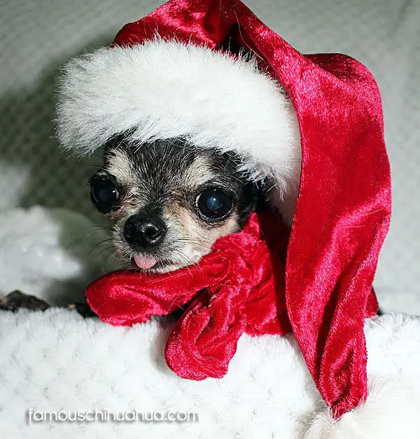 Chutney christmas chihuahua