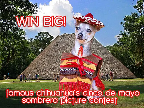 cinco chihuahua contest