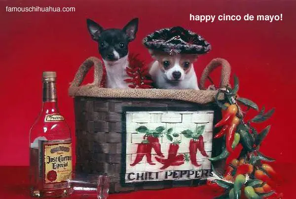 cincodemayo chihuahuas