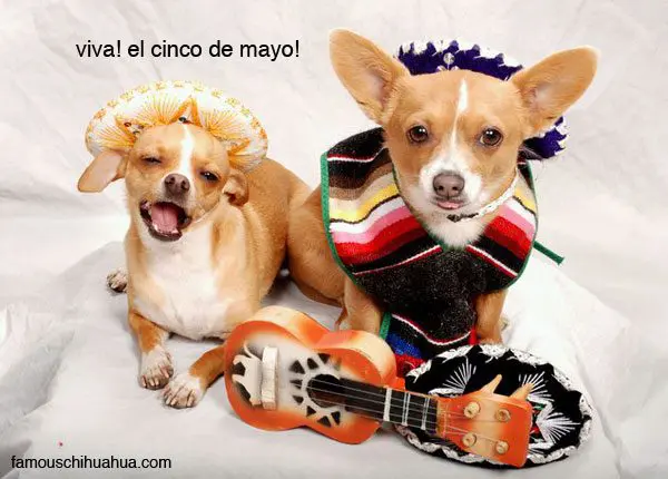 cincodemayo chihuahuas
