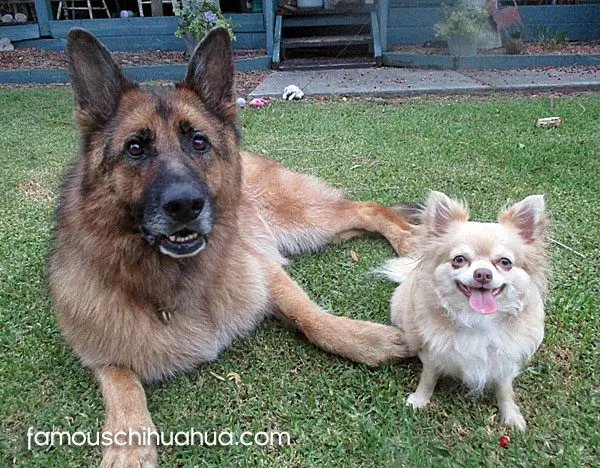 close creaze chihuahua germansheppard