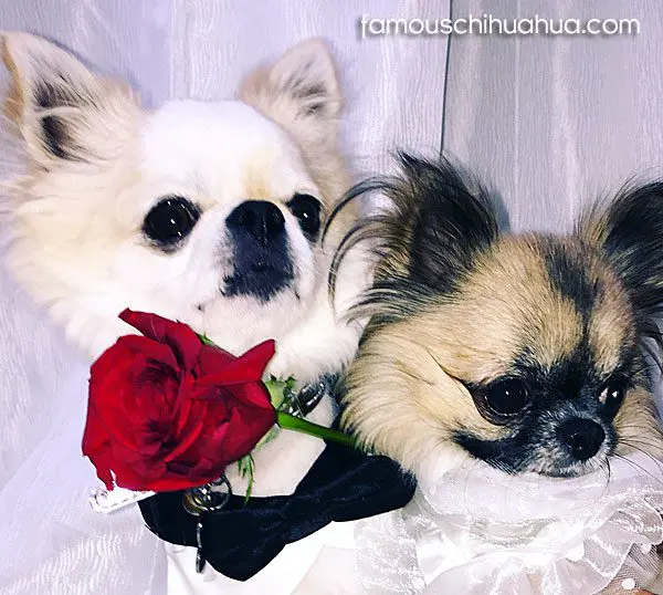 coco and bentley chihuahuas