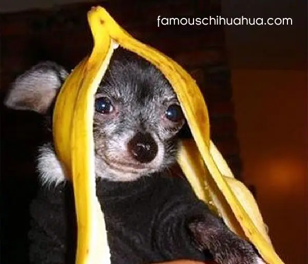 cookie the chihuahua