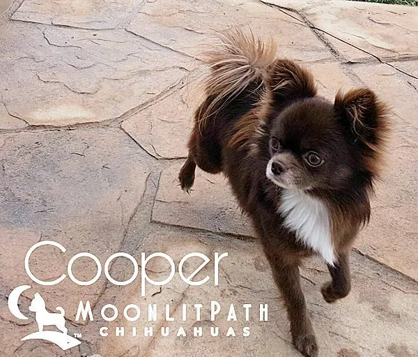 cooper famous chihuahua