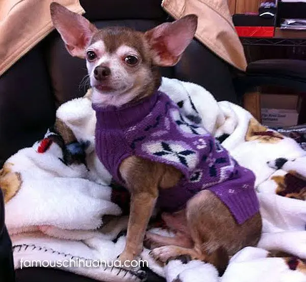 cooper famous chihuahua