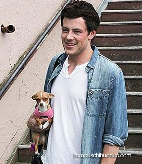 cory monteith chihuahua