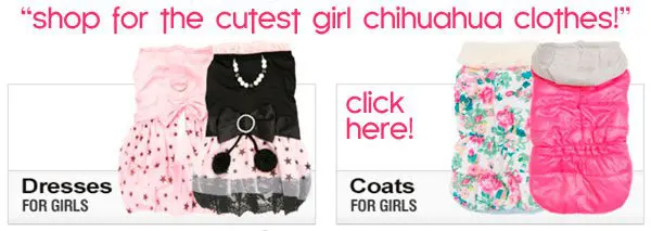 cute chi clothes