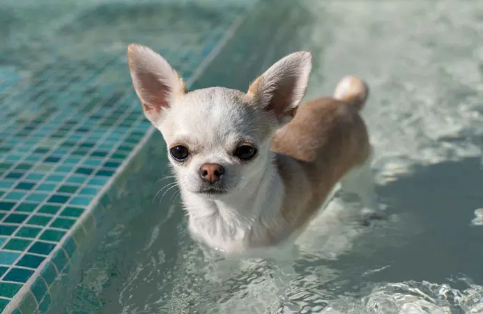 cute chihuahua staying cool in swimming pool