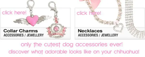 cute dog accessories