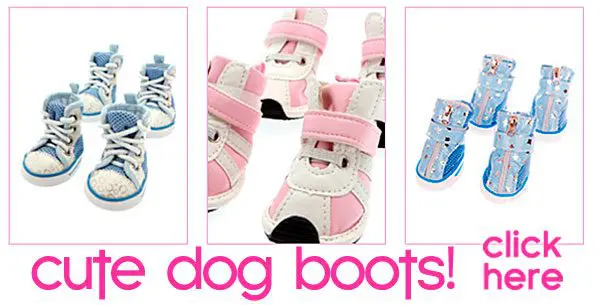 dog boots dog socks for chihuahuas