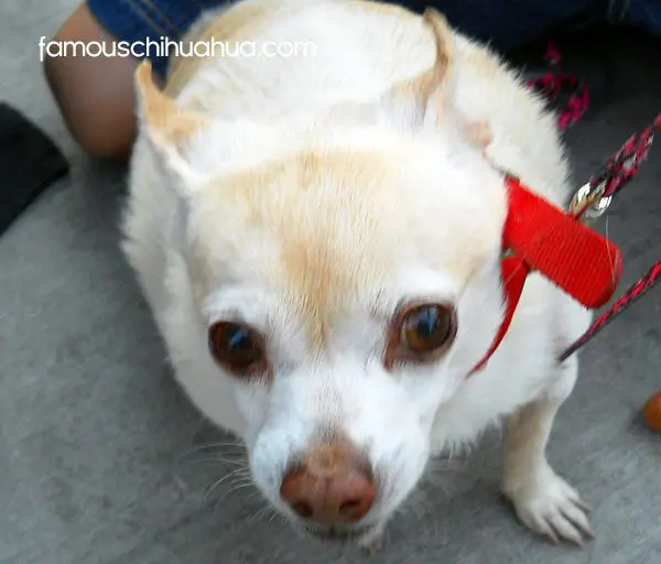 daisy chihuahua memorial