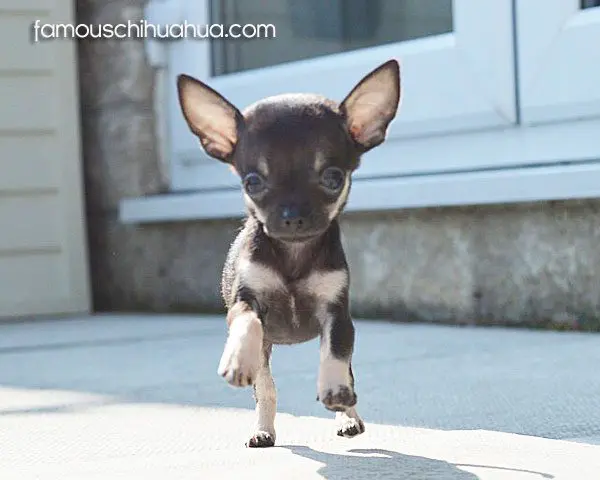 darcy chihuahua running