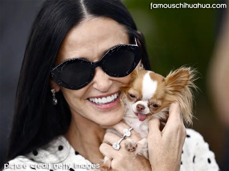 demi moore and her chihuahua pilaf