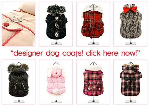 designer dogcoats
