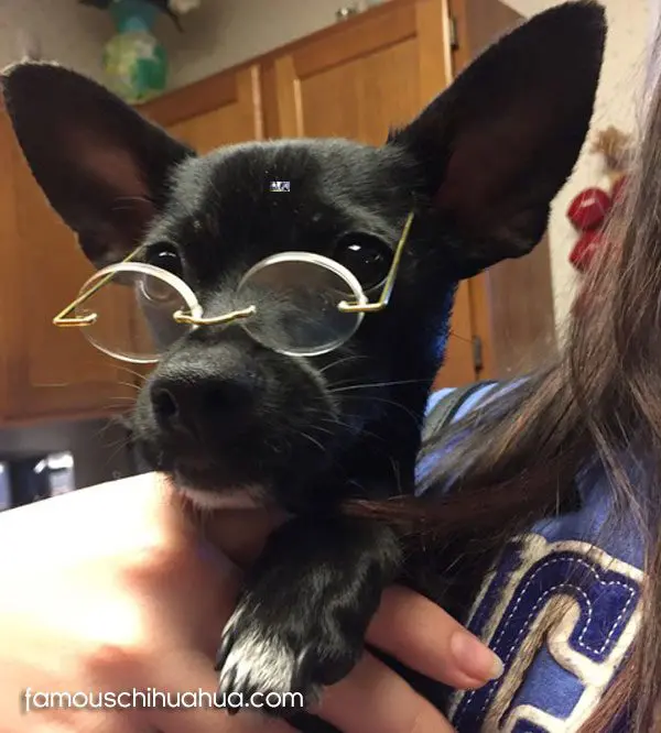 dexter famous chihuahua