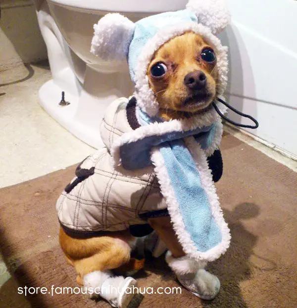 dogcoat chihuahua