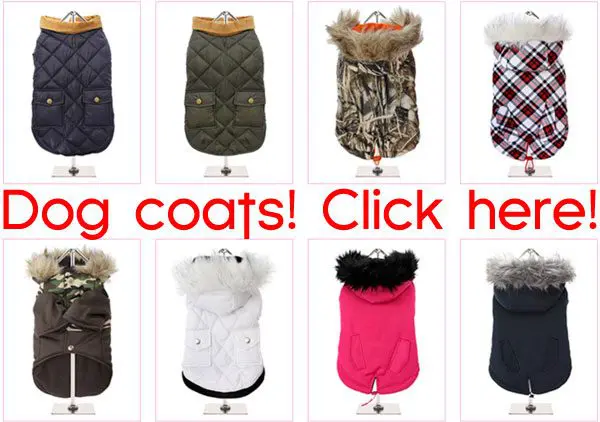 dogcoats sale