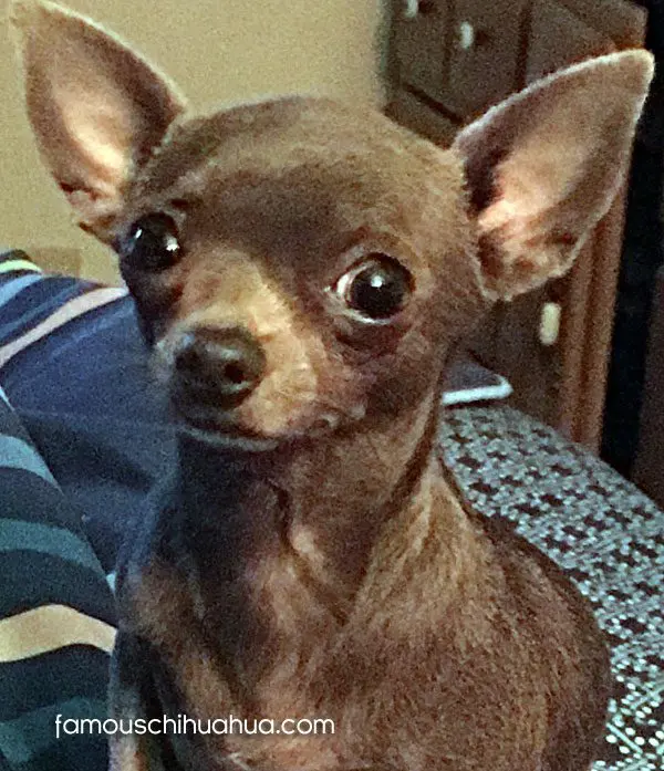 dora famous chihuahua
