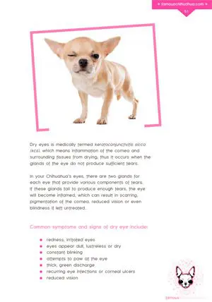 dry eyes chihuahuas