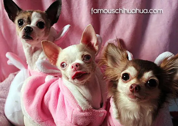 easter bunny chihuahuas
