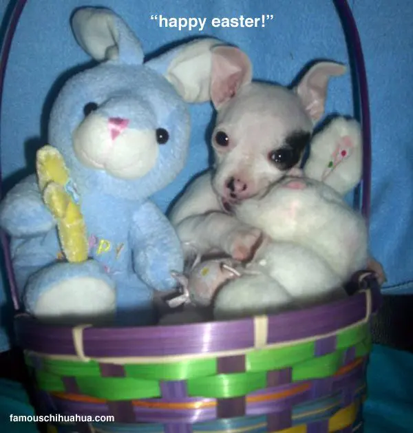 easter chihuahua basket