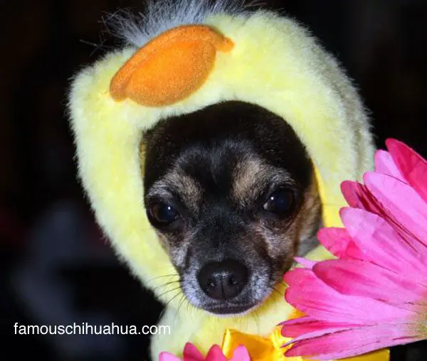 easter chihuahua contest