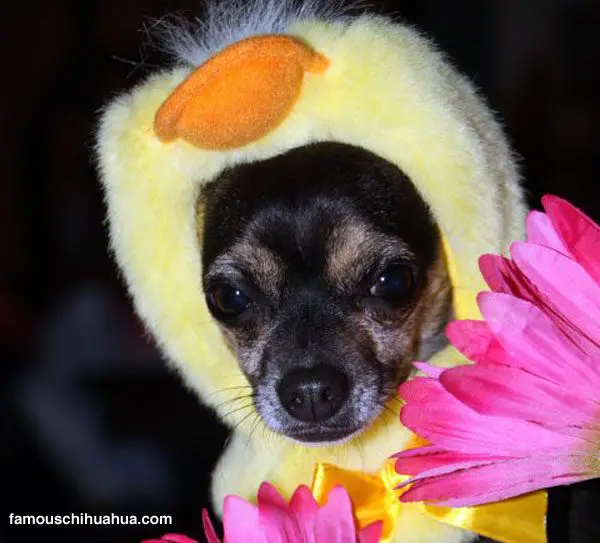 easter chihuahua