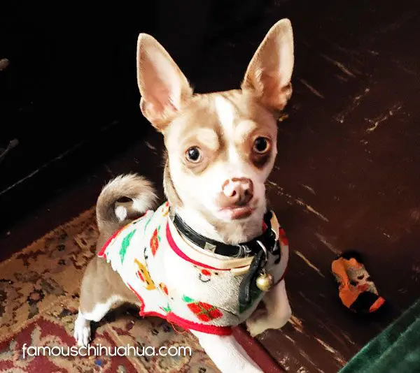 el guapo famouschihhuahua