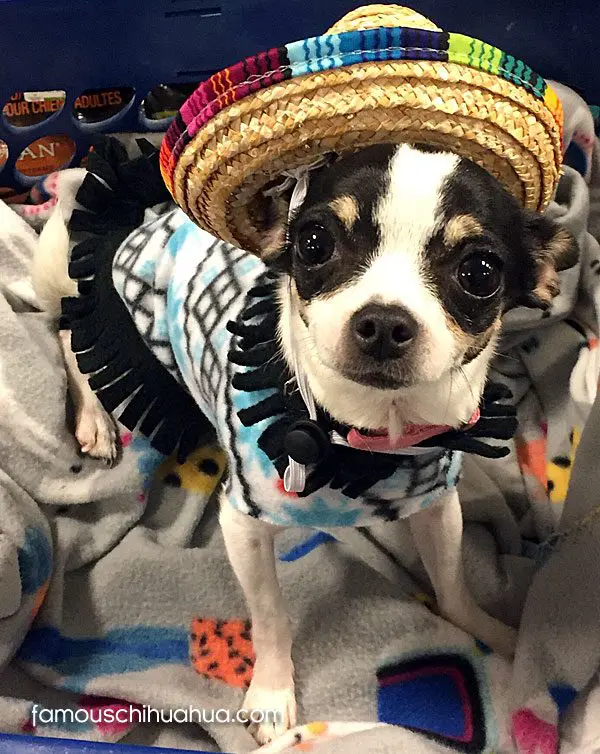 EleanorShelbyJones famous chihuahua