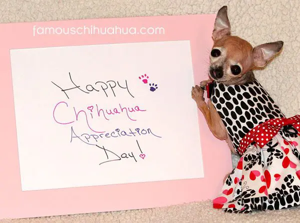 emma chihuahua appreciation