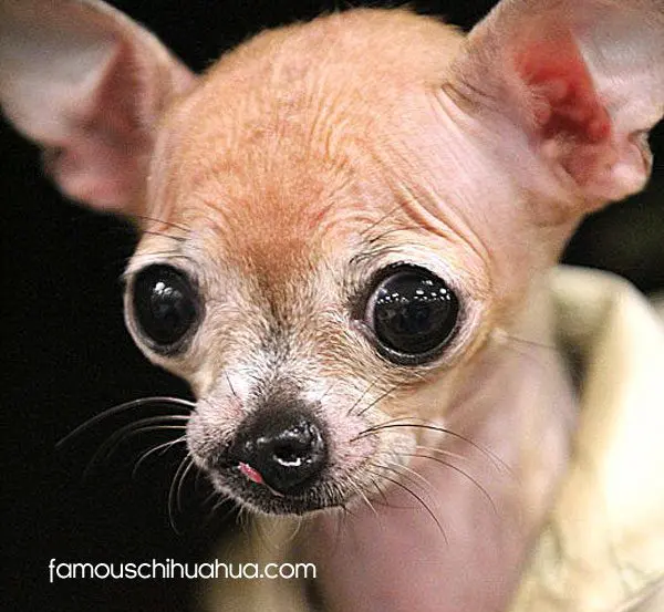 emma cleftlip chihuahua