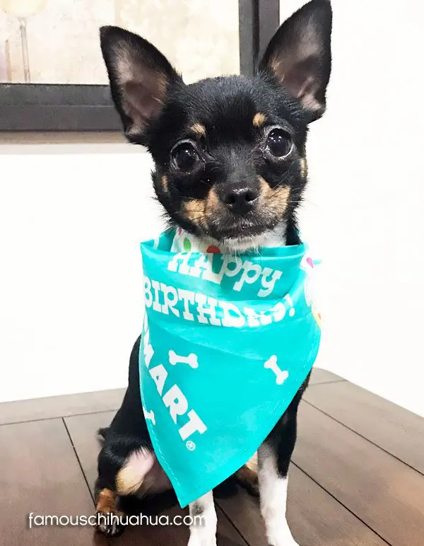 enzo caserta famouschihuahua